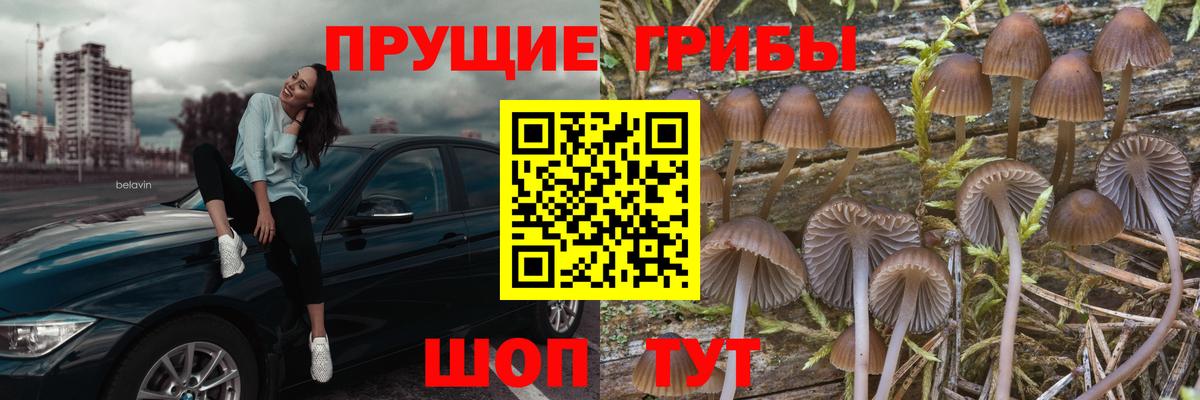 Галлюциногенные грибы GOLDEN TEACHER  Амурск 